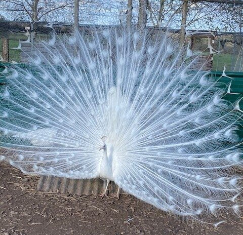 Peacocks Uk景点图片