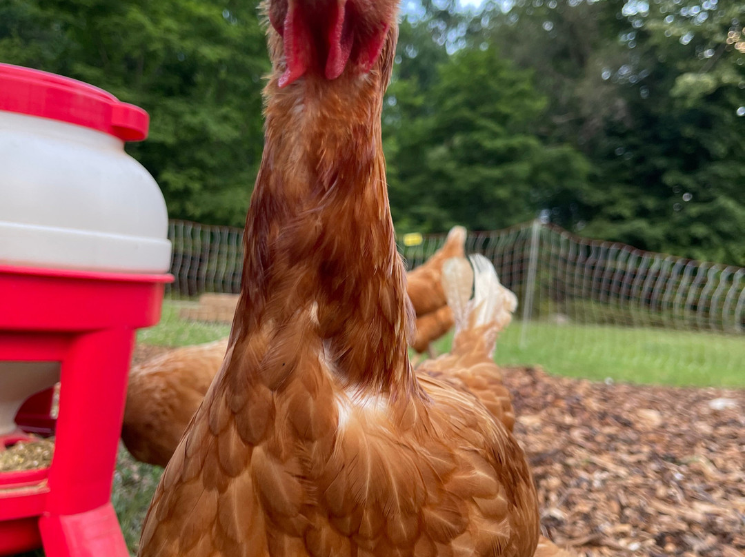 The Ten Acre Garden-Canton必去景点
