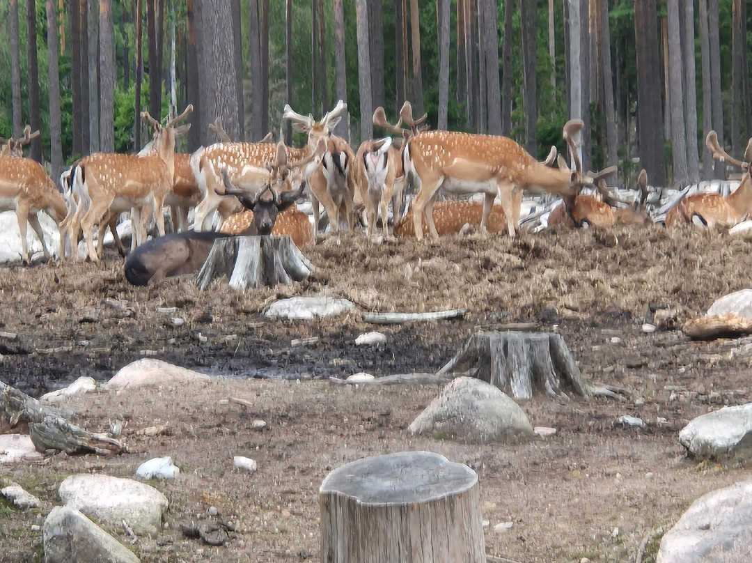 Kosta Safaripark-Kosta必去景点