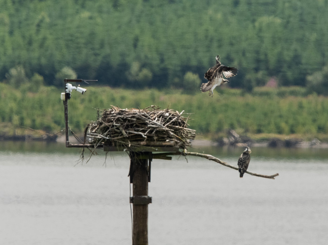 Llyn Brenig Osprey Lookout (north Wales Wildlife Trust)景点图片