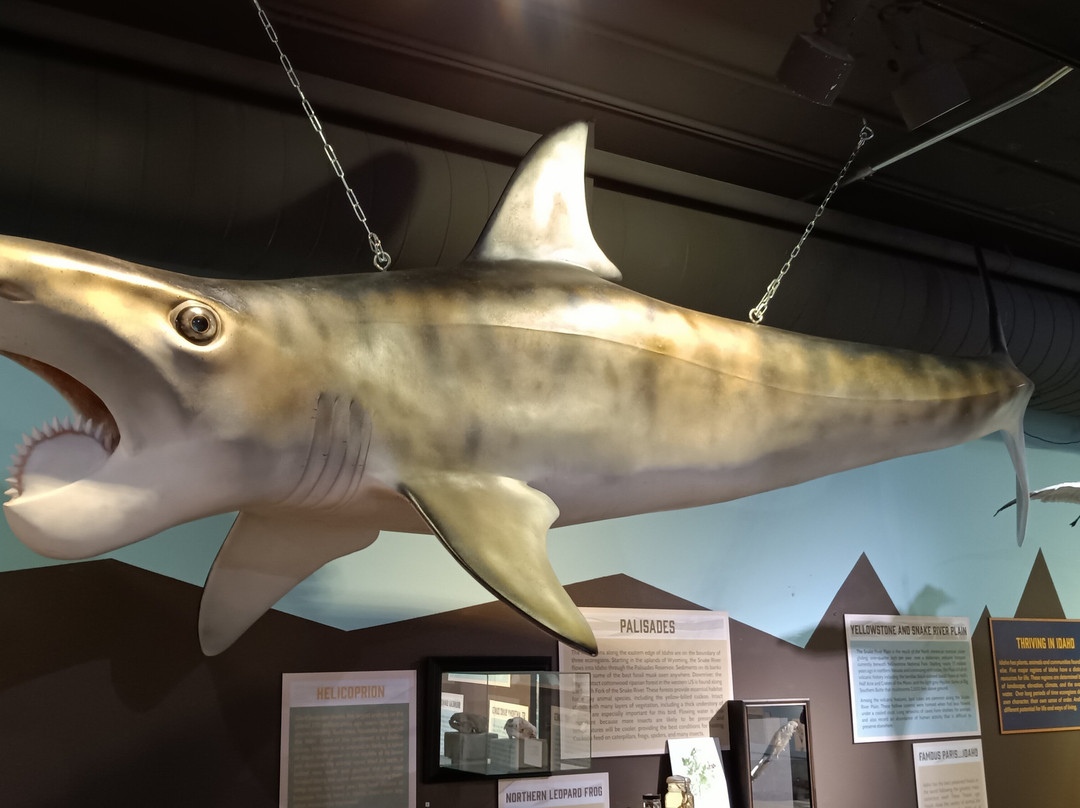 Idaho Museum of Natural History-波卡特洛必去景点