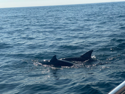 Fast Trips Boat Tours-奥良必去景点