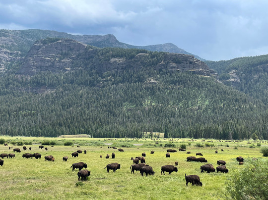 Private Tours of Yellowstone-西黄石镇必去景点
