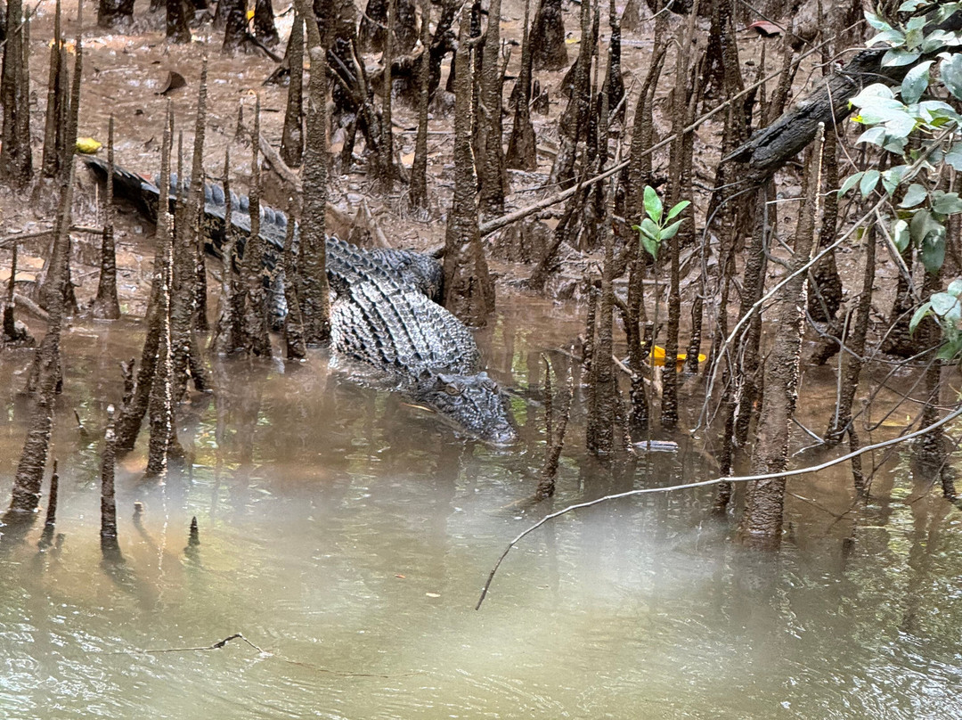 Bruce Belcher’s Daintree River Cruises-Daintree必去景点