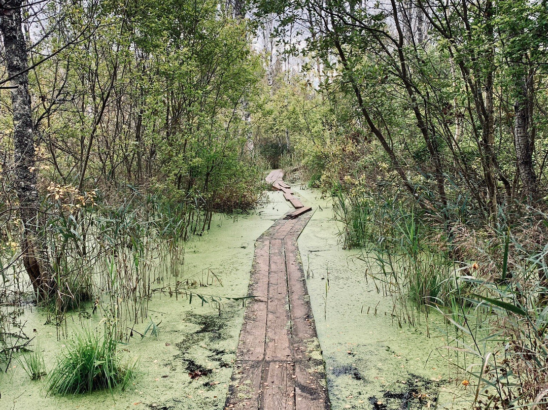 Nature Study Trail in Paaskula Bog景点图片