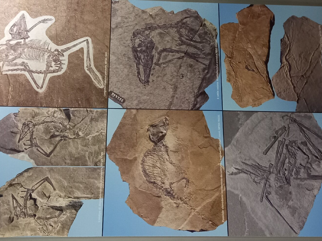 Museo Geologico della Carnia景点图片