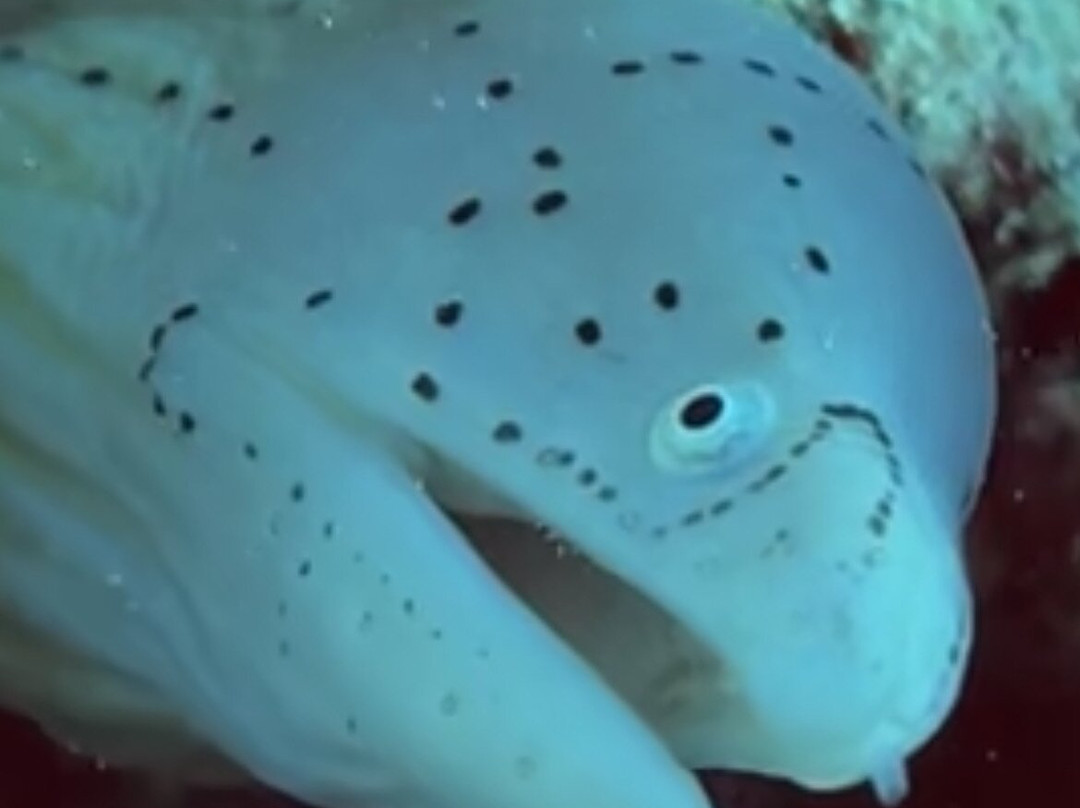 Ducks Diving Safaga-Safaga必去景点