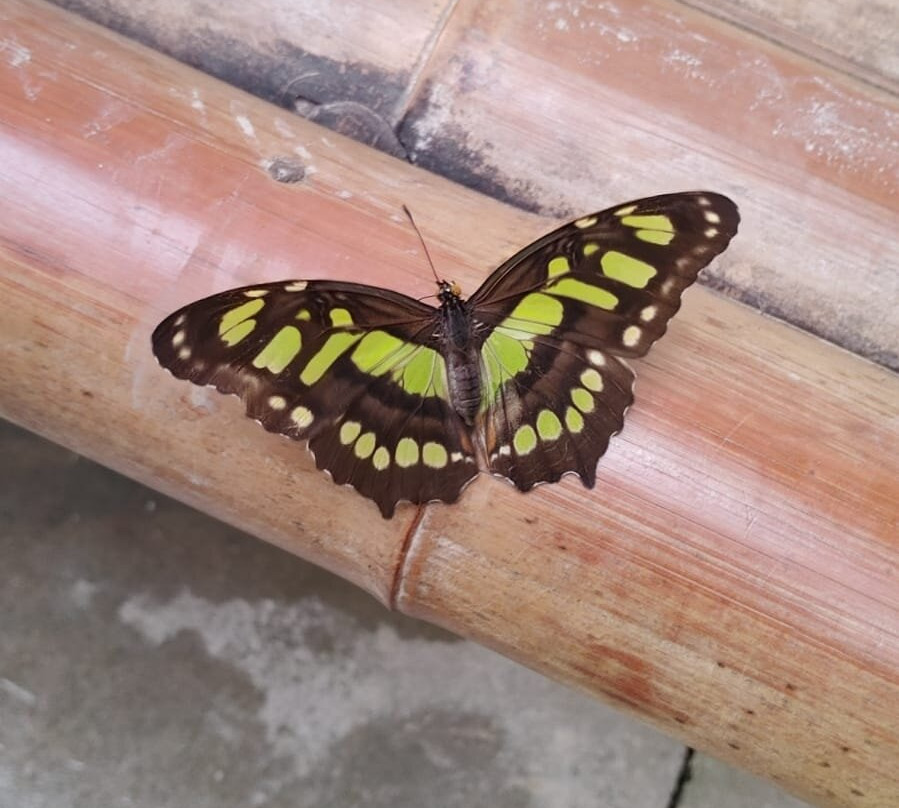 Allgäuer Schmetterling Erlebniswelt景点图片
