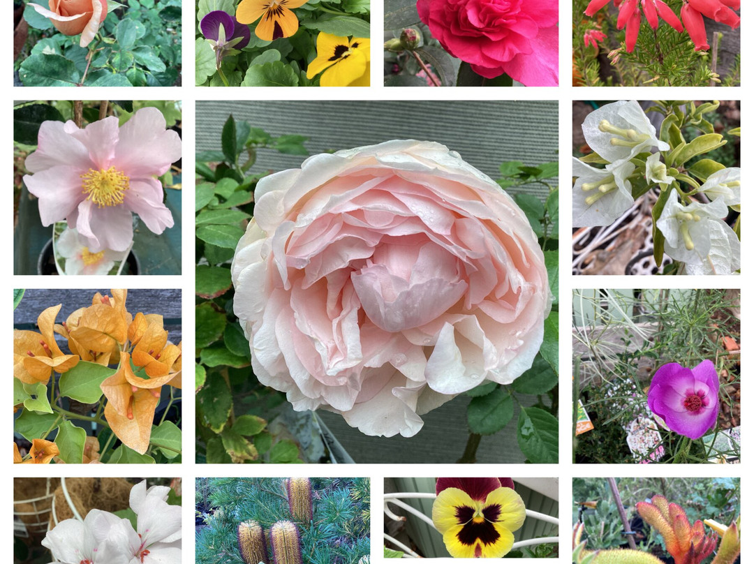 Great Escape Garden Centre