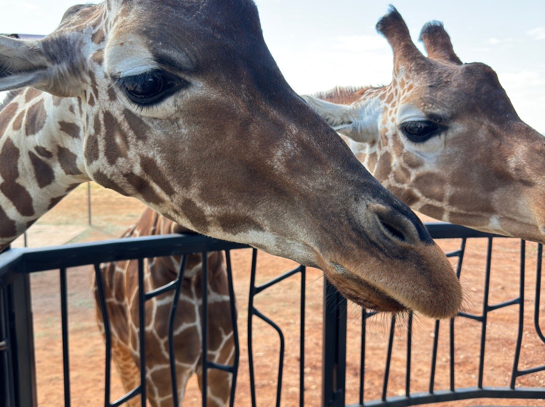 Longneck Manor-弗雷德里克斯堡必去景点