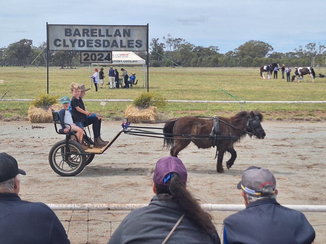 Barellan Working Clydesdale景点图片