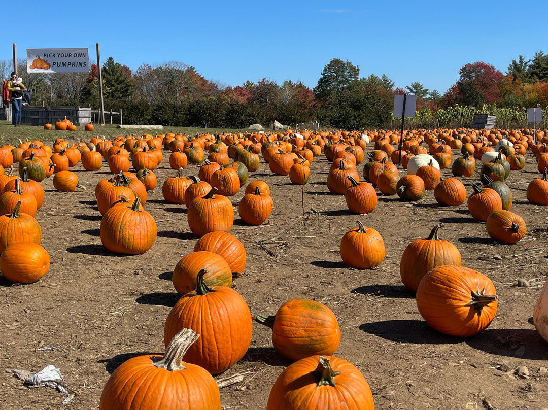 智选假日套房酒店凯帆轩南，锡布鲁克主图