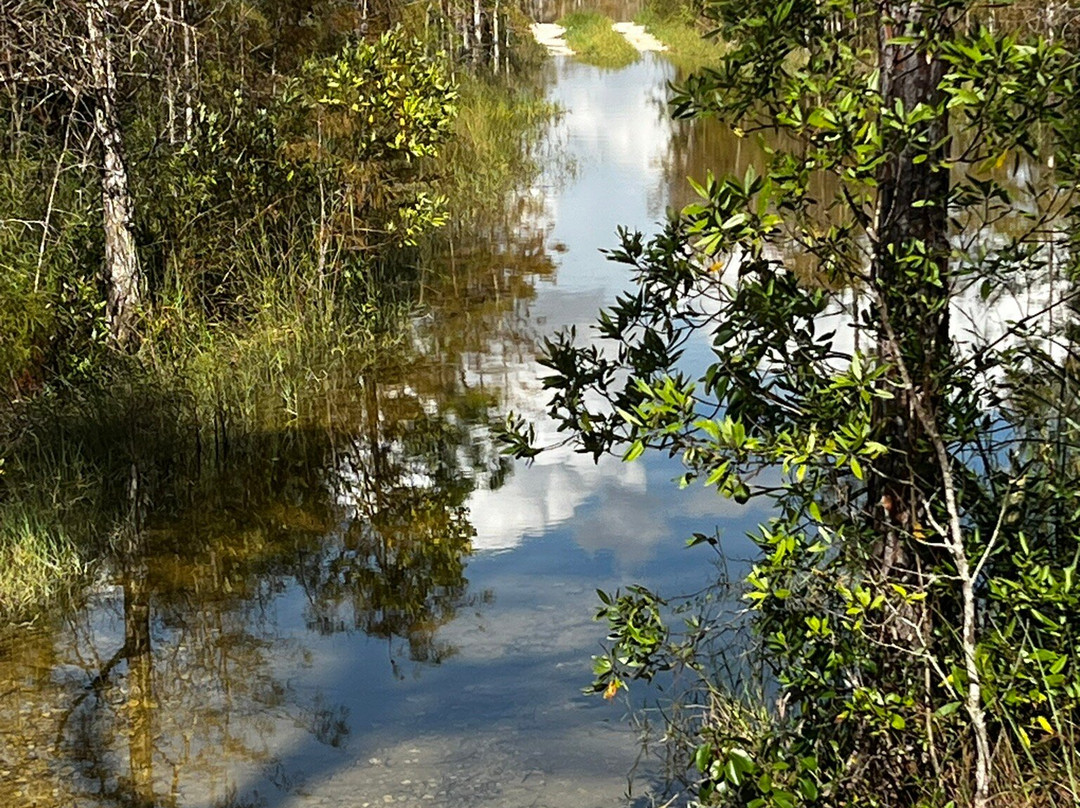 C&G's Big Cypress Swamp Buggy Tours景点图片