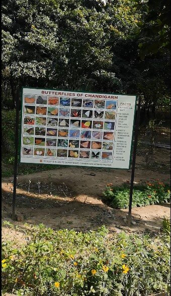 Butterfly Park-昌迪加必去景点