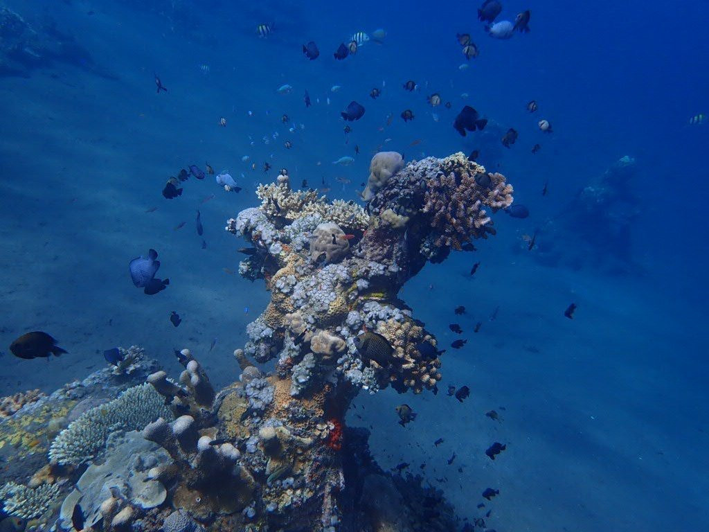 Jellyfish Divers Village-沙努尔必去景点