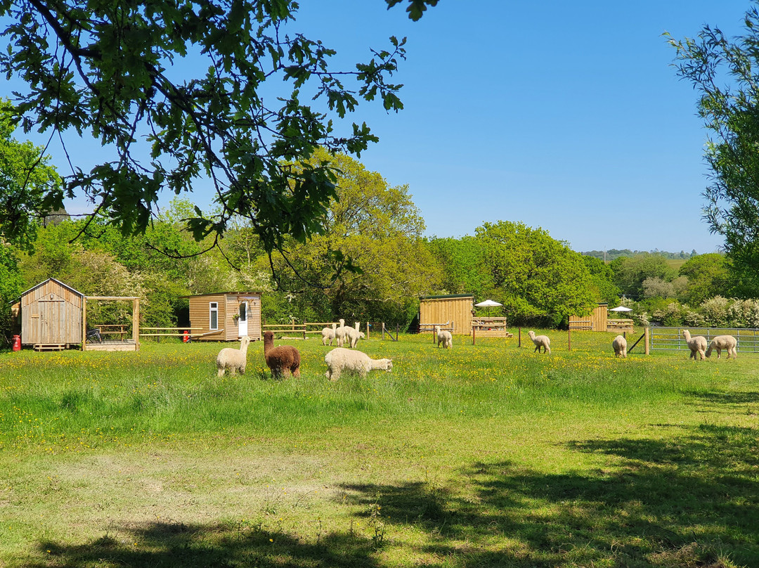 Dartmoor Reach Alpaca & Glamping Farm