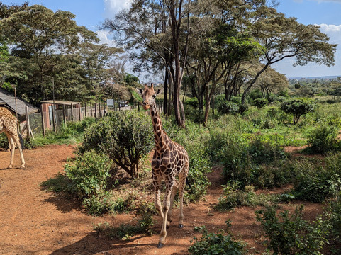 Tony's Taxi Service-内罗毕必去景点