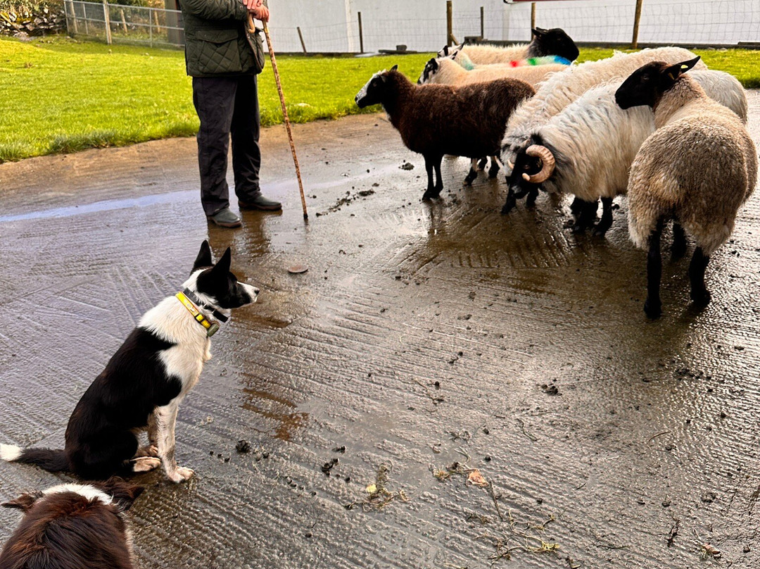 Caherconnell Stone Fort & Sheepdog Demonstrations-Caherconnell必去景点