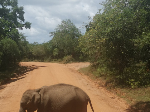 Nissanka Yala Safari-蒂瑟默哈拉默必去景点