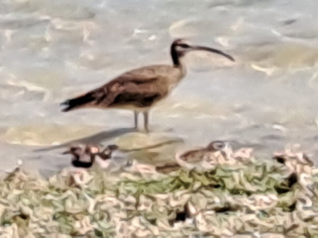 Pekelmeer Flamingo Sanctuary-博奈尔岛必去景点