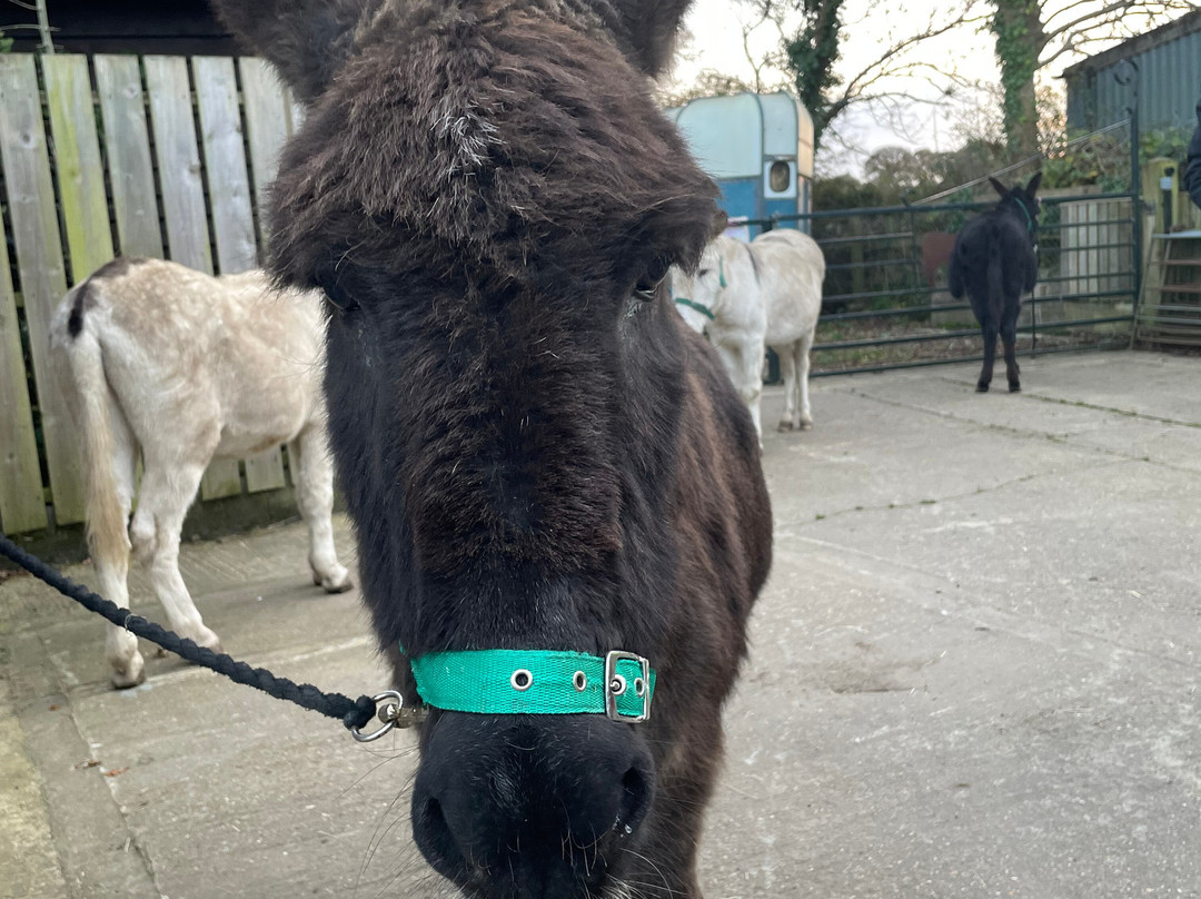 Brockenhurst Donkey Walks景点图片