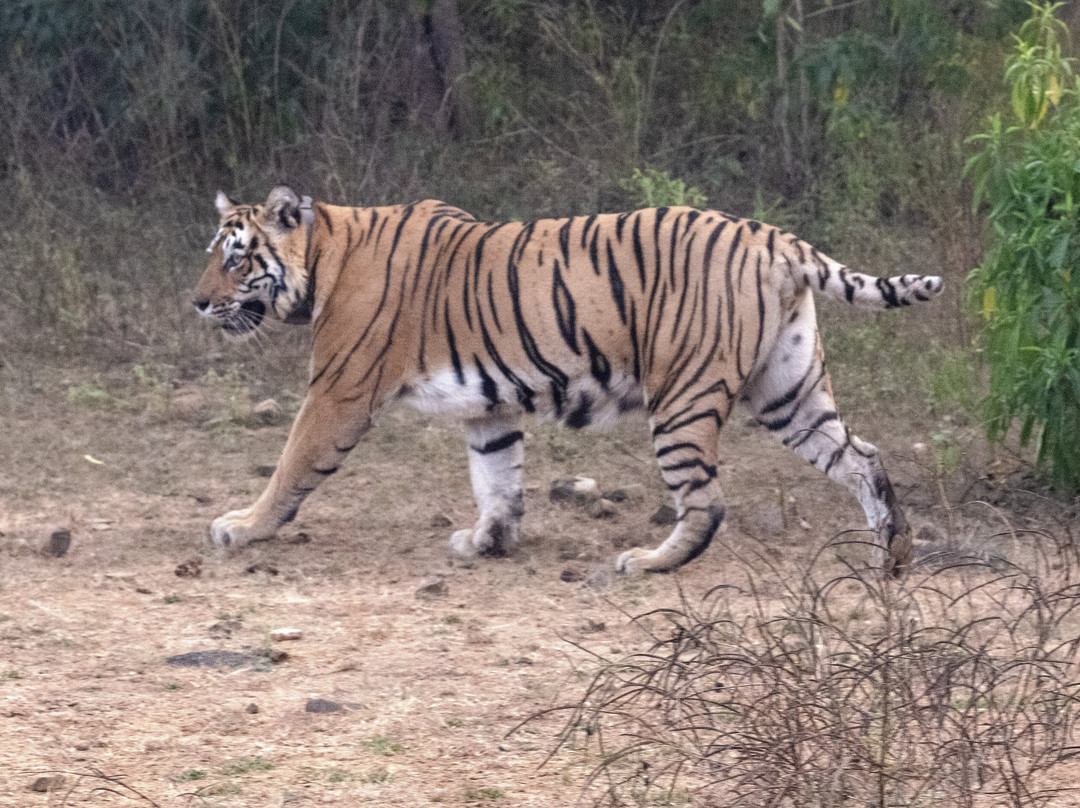 Sariska National Park景点图片