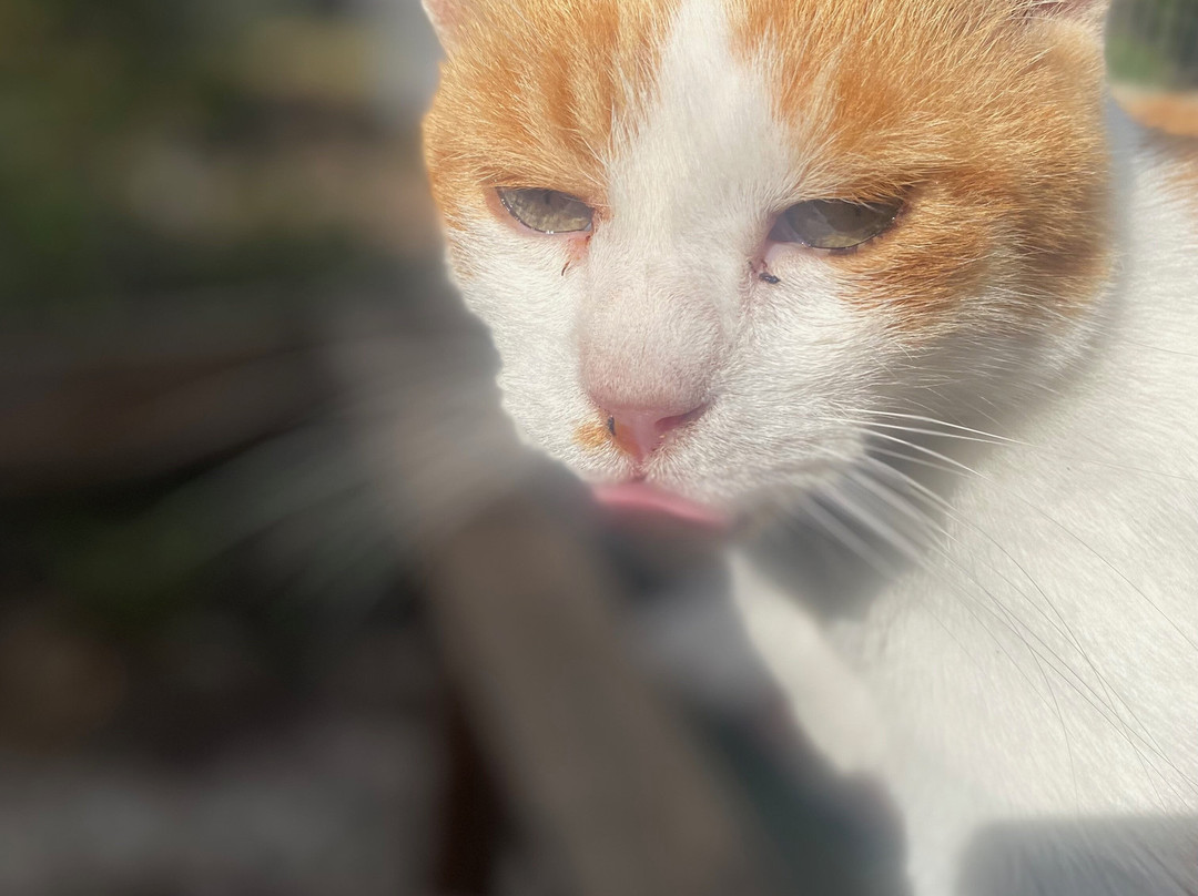 I Gatti di Su Pallosu-San Vero Milis必去景点