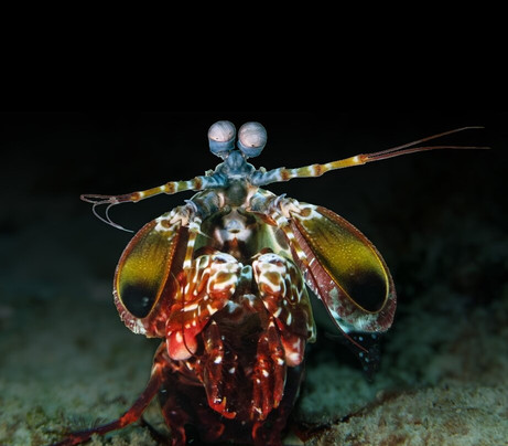 Kangaroo Divers-马林地必去景点