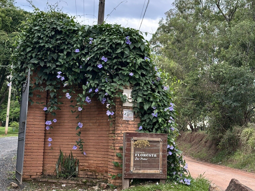 Vinicola Floresta São Pedro-Espirito Santo Do Pinhal必去景点
