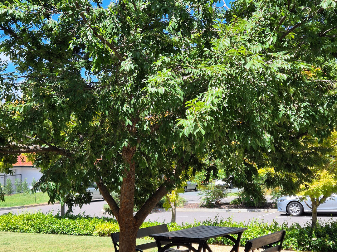 堪培拉布拉思酒店主图