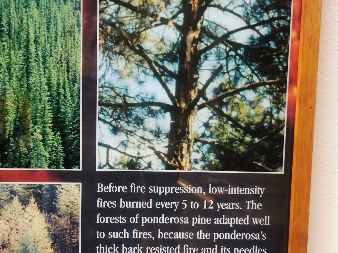 Smokey Bear Museum and Gift Shop-Capitan必去景点