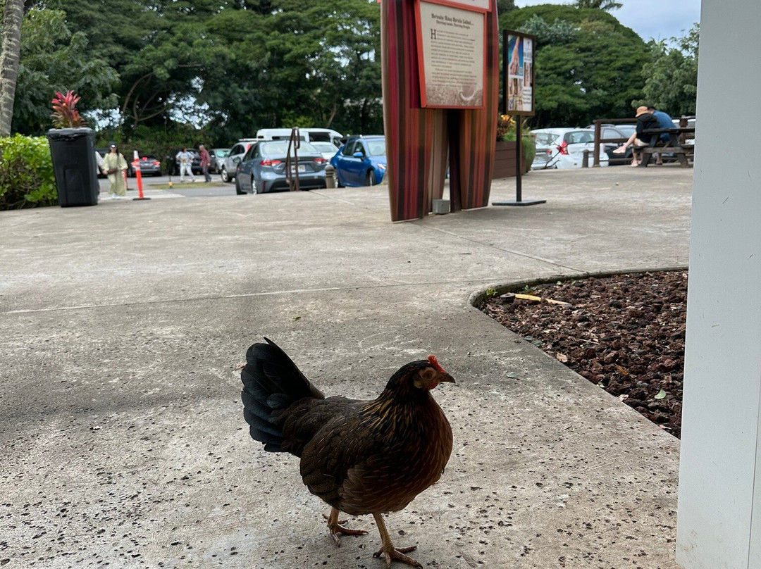 Haleiwa Store Lots-哈雷瓦必去景点
