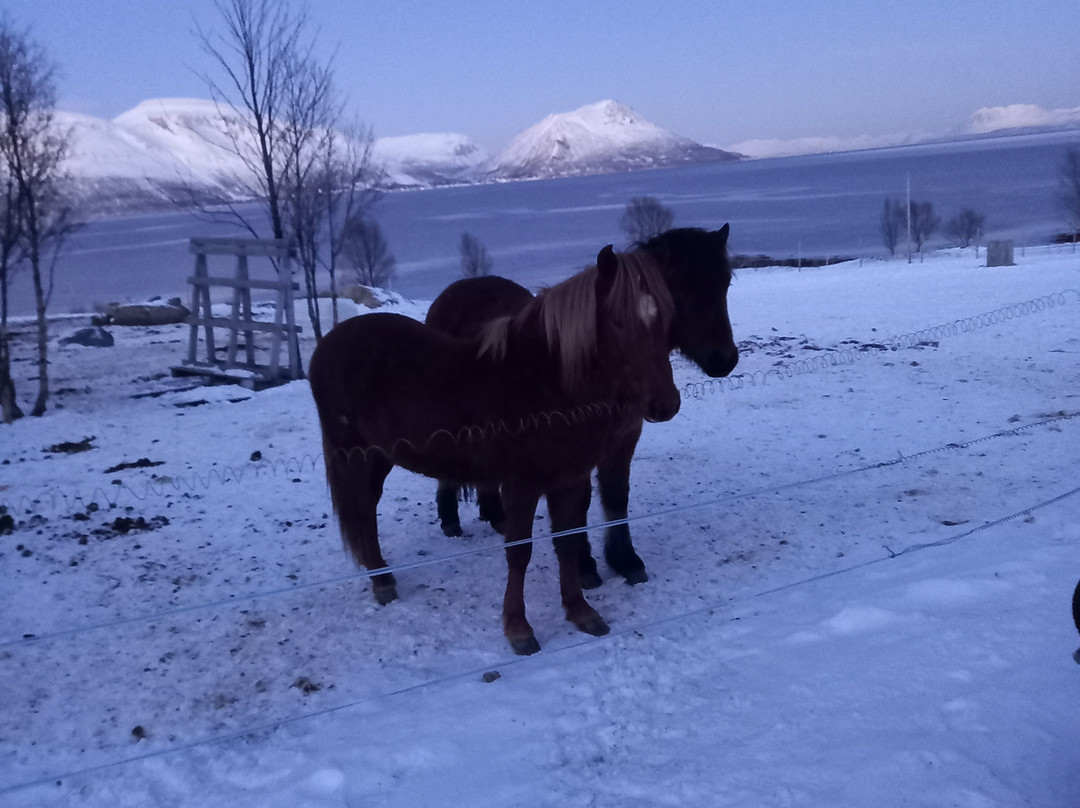 Tromsø Lyngshest景点图片