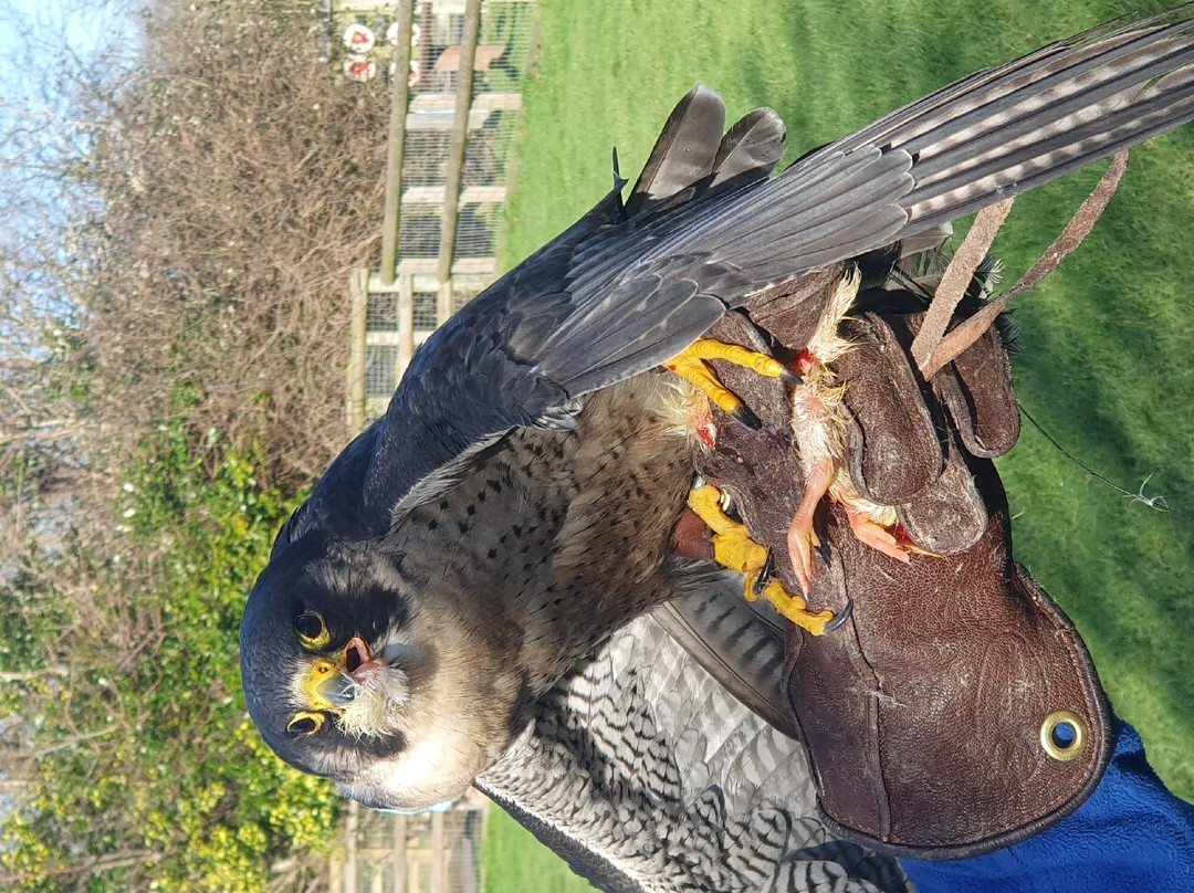Barleylands Farm Park景点图片