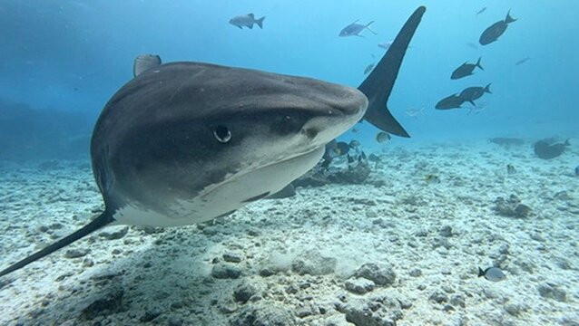 Fuvahmulah Dive School景点图片