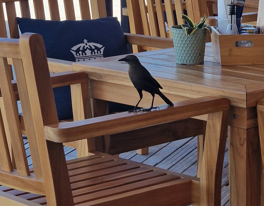 Surfside Beach-奥腊涅斯塔德必去景点