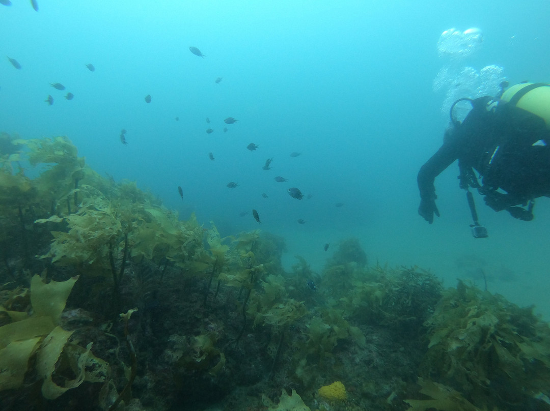 Dive Zone Whitianga-菲蒂昂格必去景点