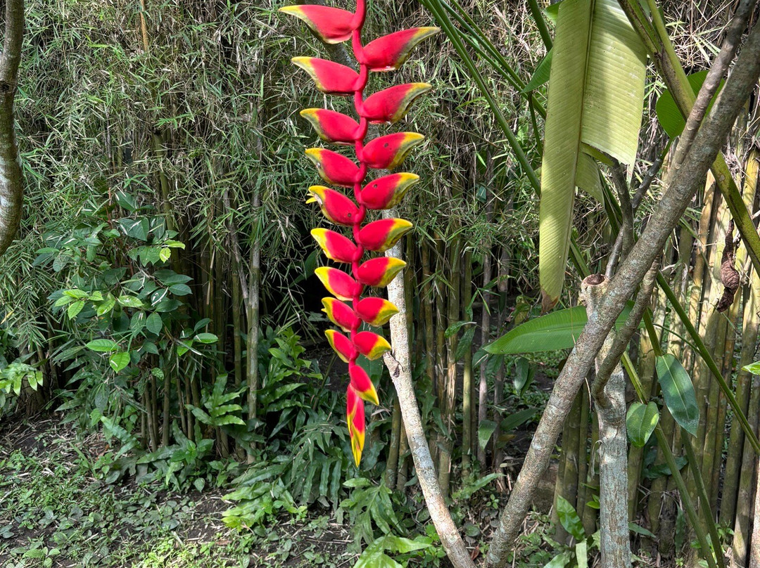 德欧玛日惹酒店主图