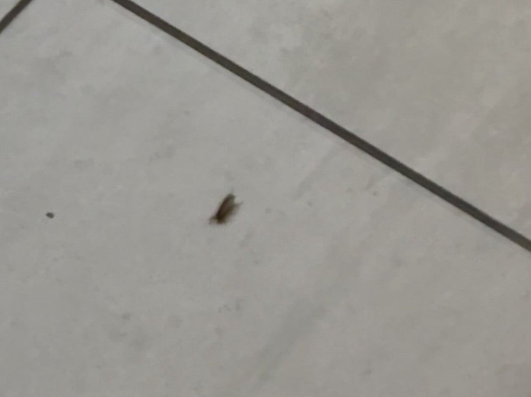 Holiday Inn Express & Suites Orlando South-Davenport by IHG主图