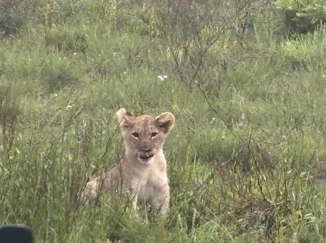 Sibuya Game Reserve - Private Day Trips-Kenton-on-Sea必去景点