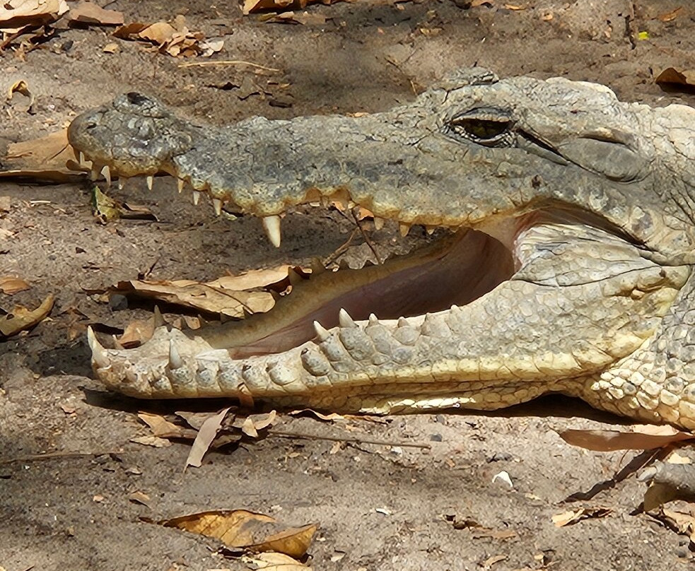 Kachikally Crocodile Pool景点图片