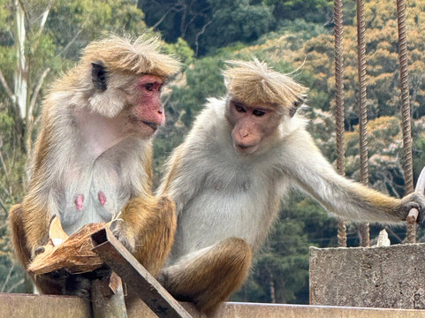 Kandy Hotels  Cars-康提必去景点