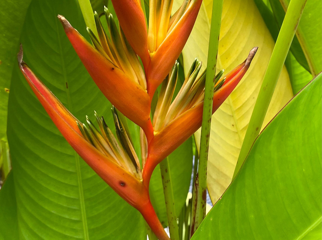 Karunakarala Ayurveda Resort主图