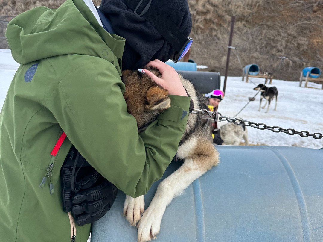 Grizzle-T Dog & Sled Works-斯廷博特斯普林斯必去景点