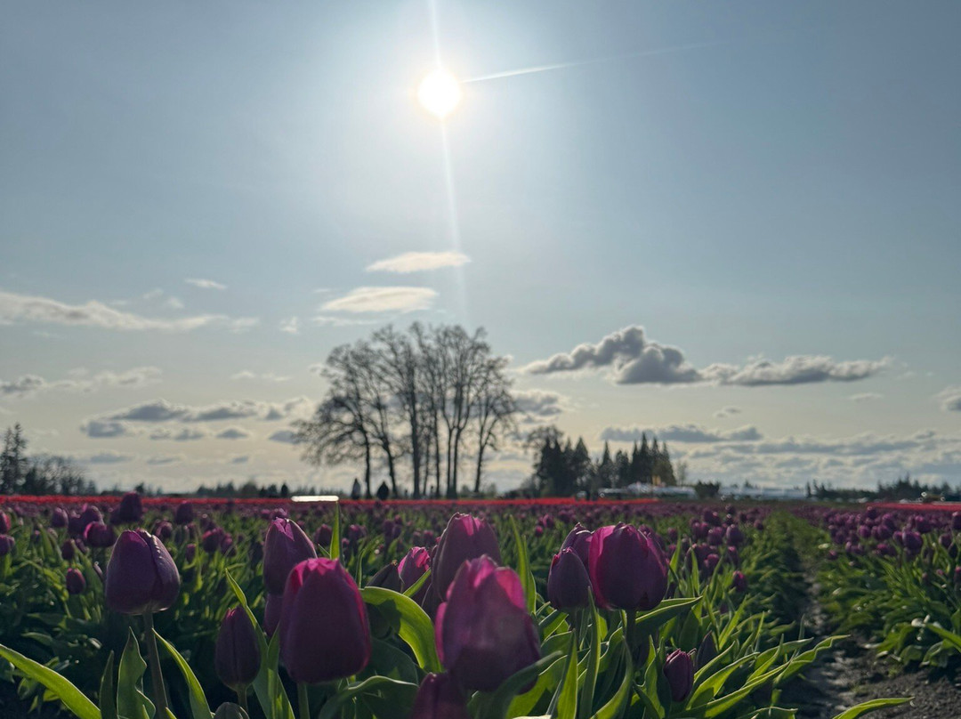Wooden Shoe Tulip Farm景点图片