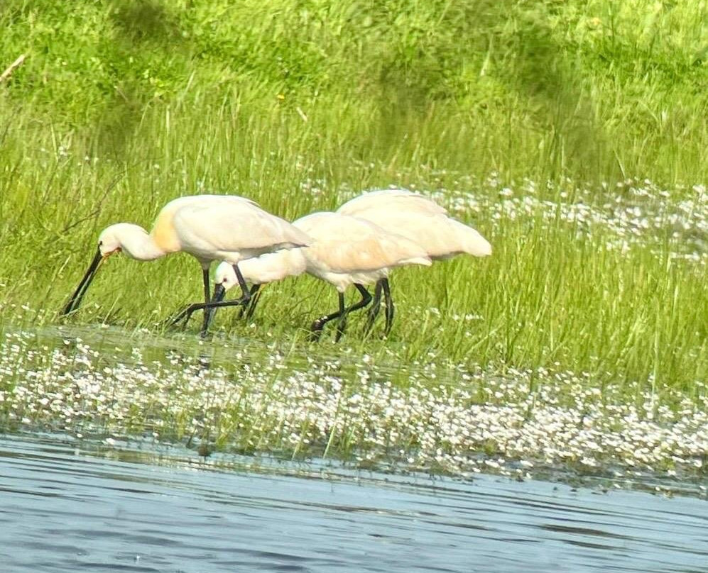 Birding Holidays景点图片