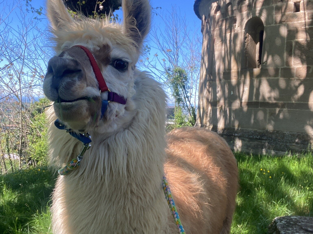 A passeggio con i Lama e gli Alpaca nelle colline selvagge del Monferrato-Cavatore必去景点
