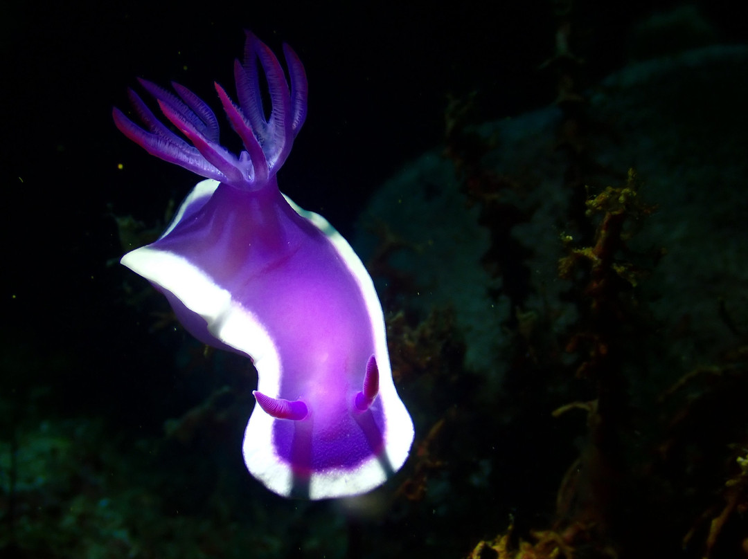 潜水迷浮潜店-仙本那必去景点