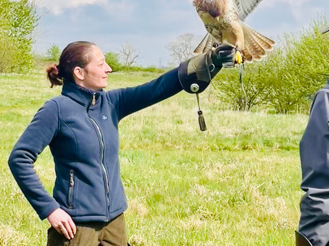Bird on the Hand Falconry Experiences景点图片