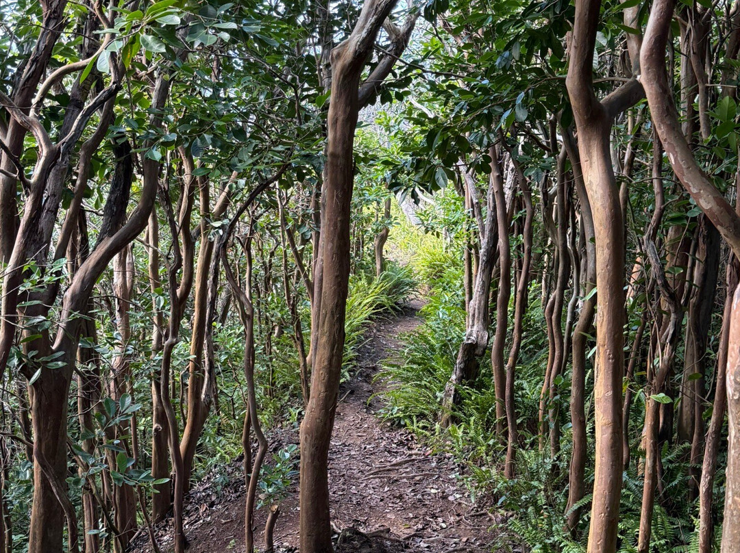 Hau'ula Loop Trail-哈乌乌拉必去景点